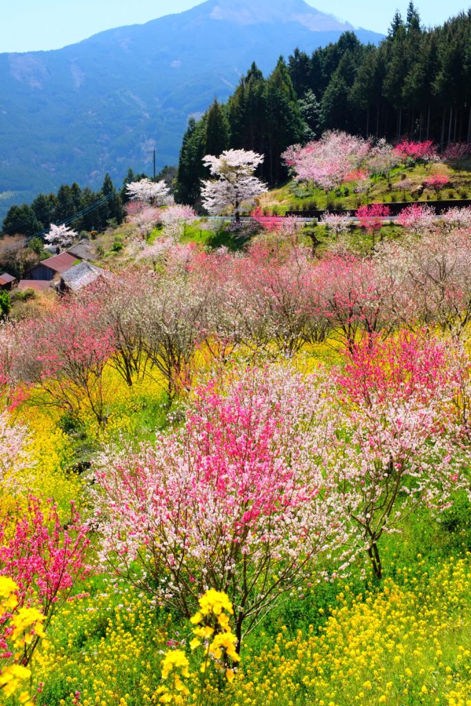 Printemps - 4 jours